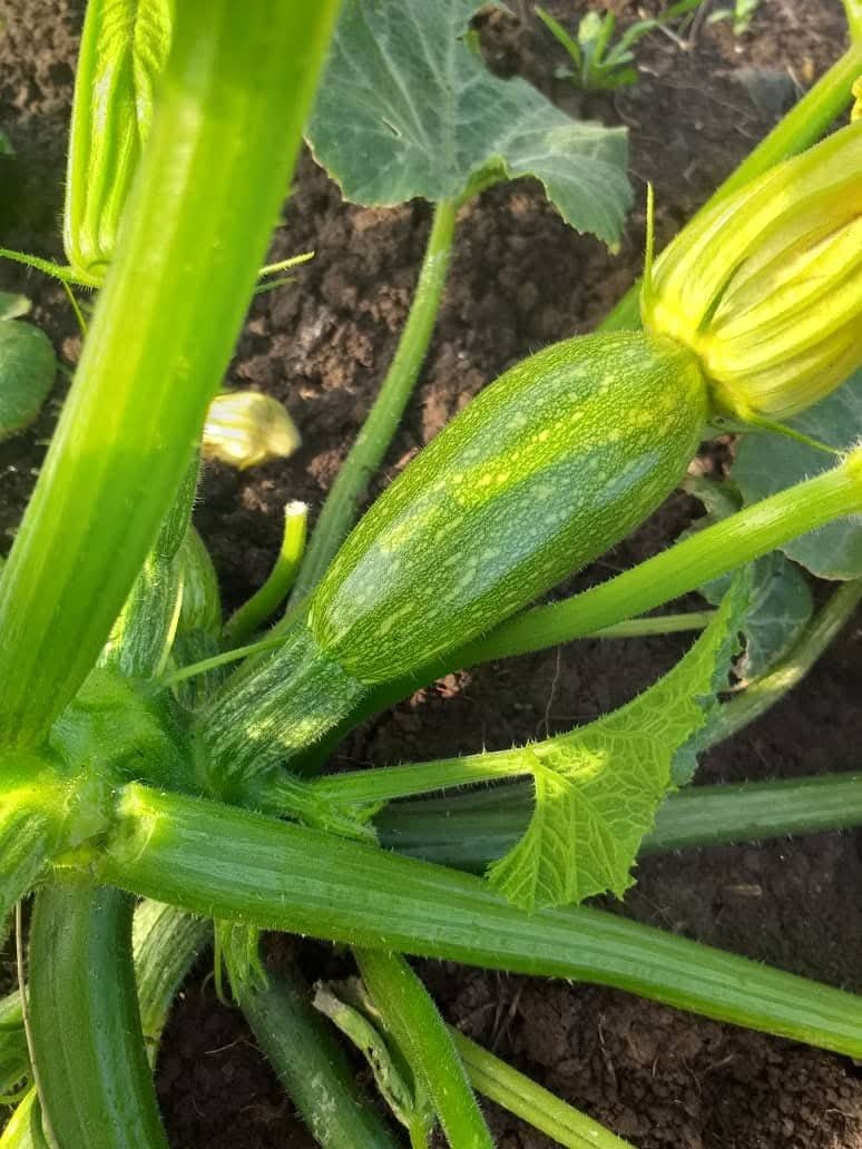 Jlaylati - Granita Squash F1