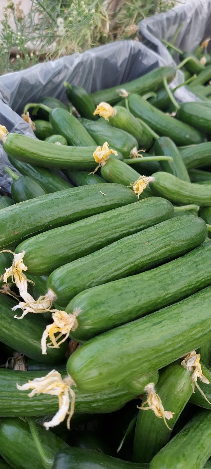 Jlaylati - Aref Cucumber F1