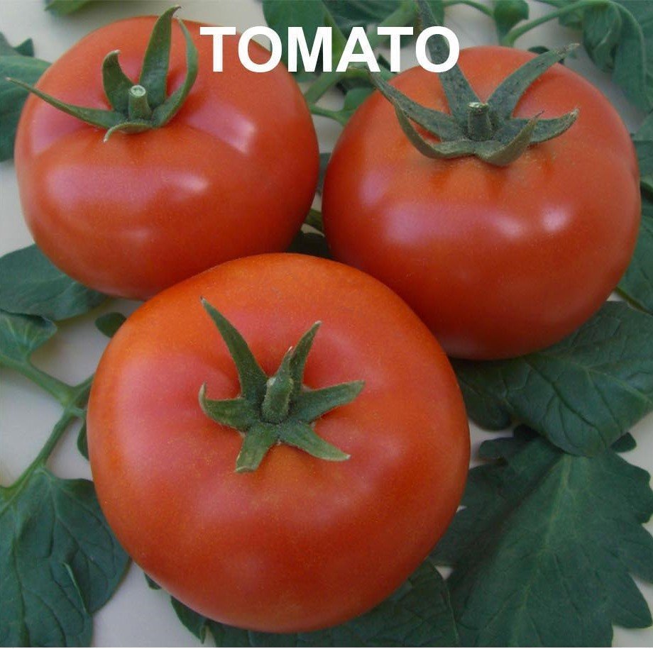 Jlaylati - Reem Tomato F1 