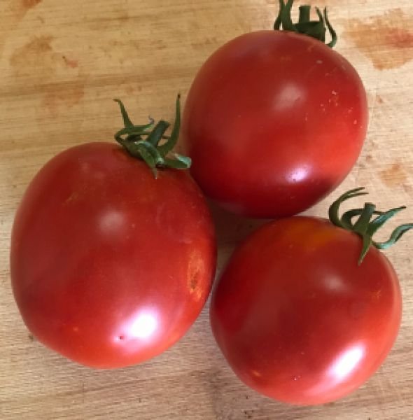 Jlaylati - Reem Tomato F1 