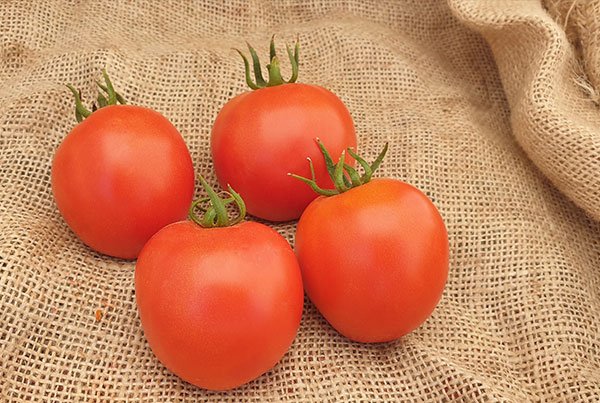Jlaylati - Reem Tomato F1 