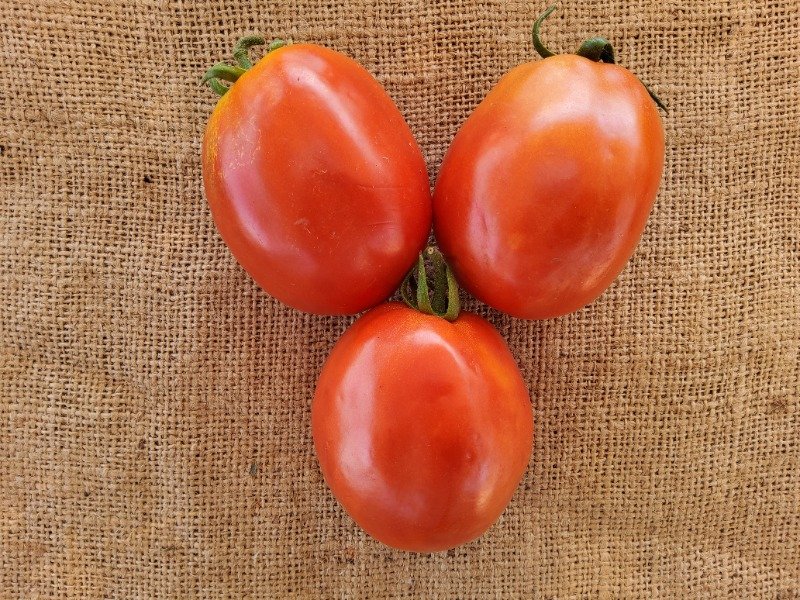 Jlaylati - Huda Tomato F1