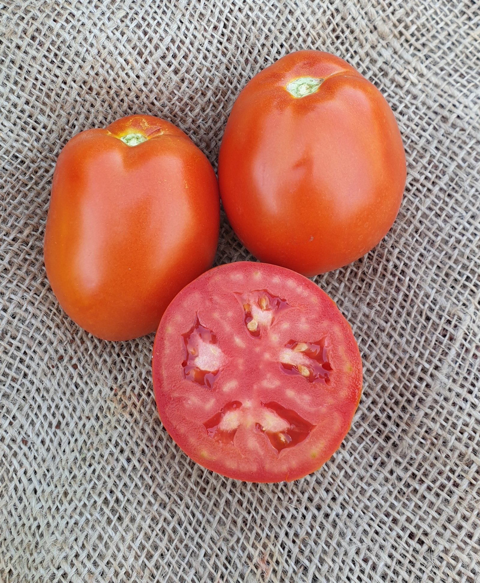 Jlaylati - Huda Tomato F1