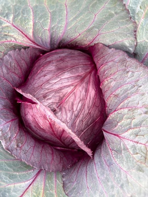 Jlaylati - Red Cabbage Indiga