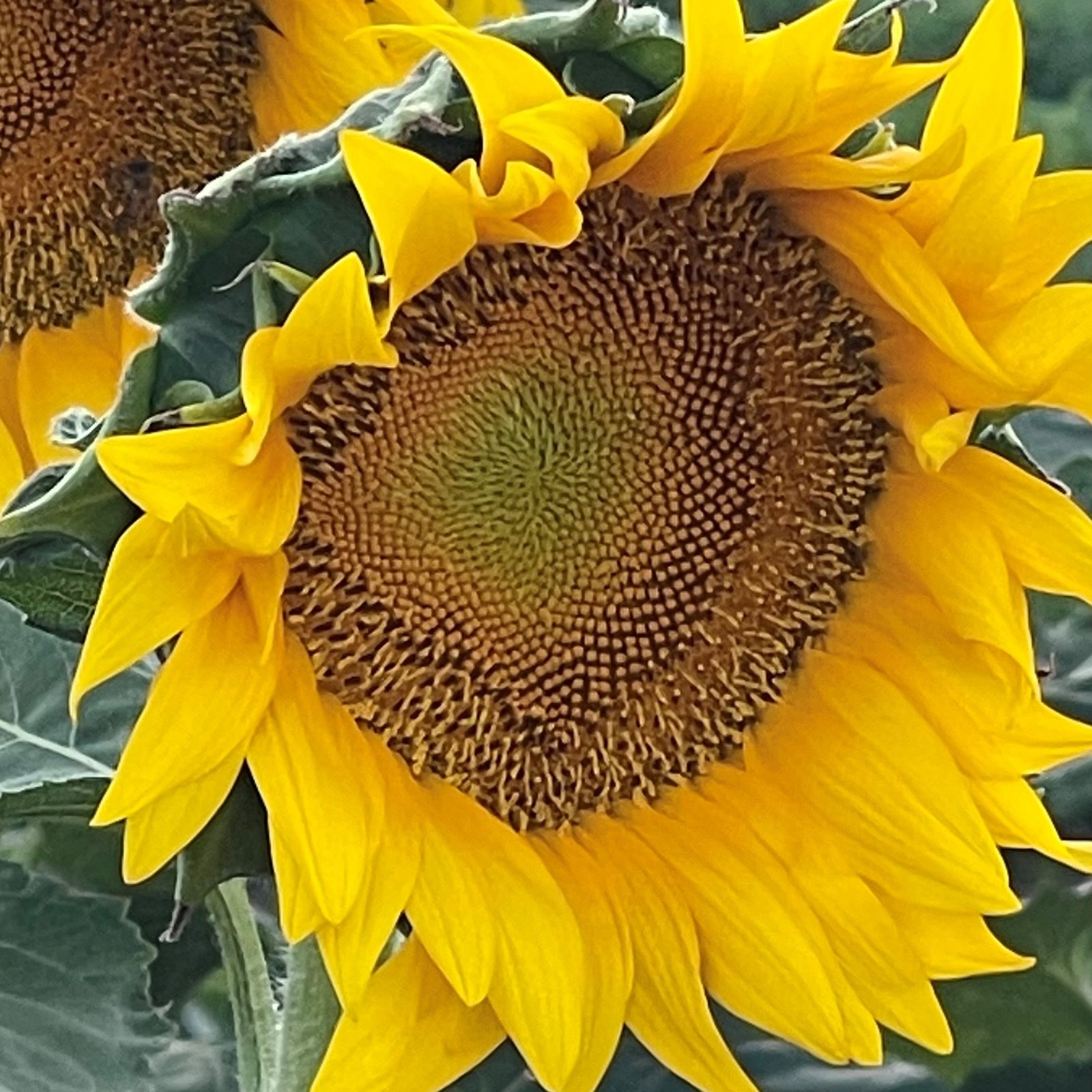 Jlaylati - Sunflower Sola F1