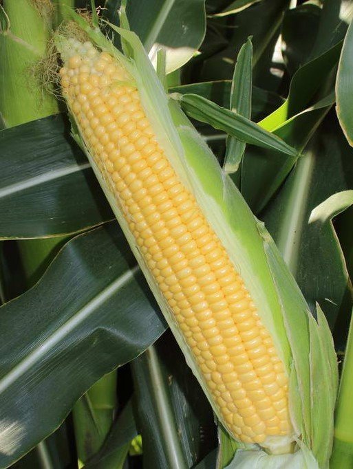 Jlaylati - Sweet corn - Suzy F1.